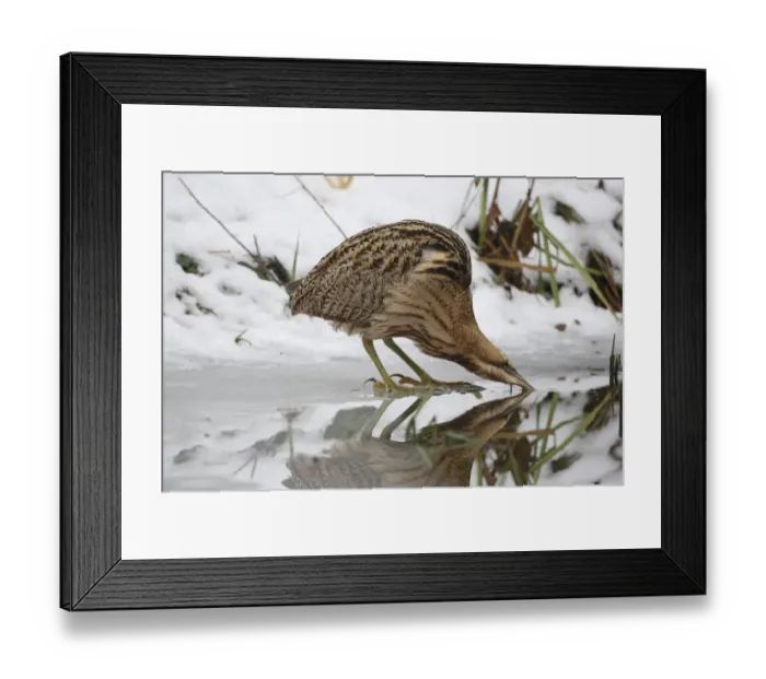 Framed Print : Eurasian Bittern or Great Bittern (Botaurus stellaris) in the snow, drinking on the icy lakeside Framed Print : Eurasian Bittern or Great Bittern (Botaurus stellaris) in the snow, drinking on the icy lakeside