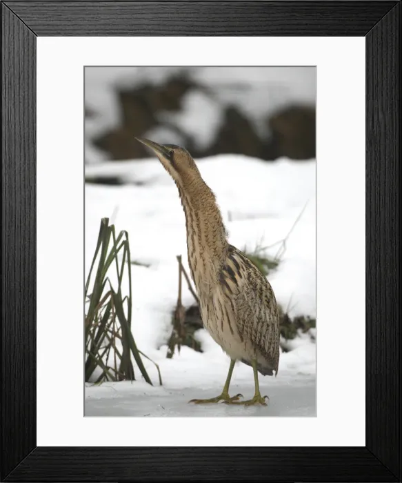 Framed Print : Eurasian Bittern or Great Bittern (Botaurus stellaris) in the snow, motionless, camouflaging with its bill pointed upward, causing it to blend into the reeds Framed Print : Eurasian Bittern or Great Bittern (Botaurus stellaris) in the snow, motionless, camouflaging with its bill pointed upward, causing it to blend into the reeds