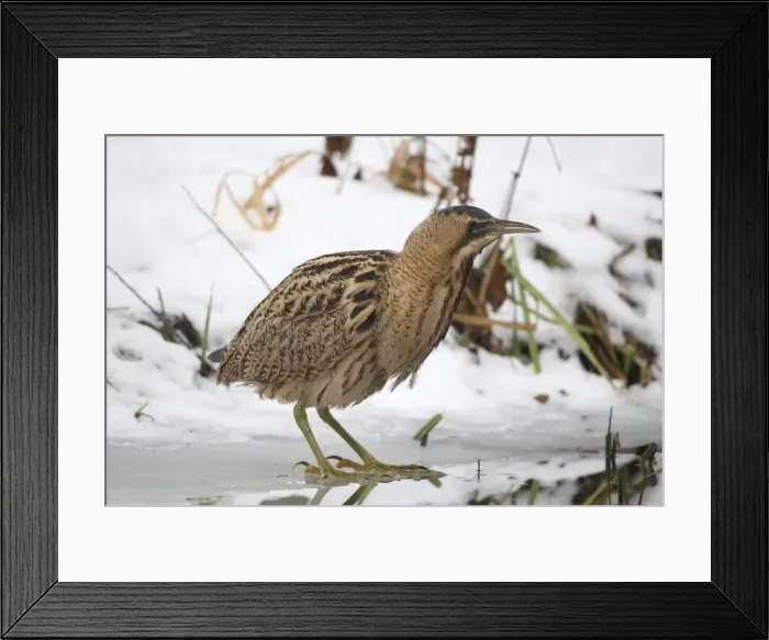Framed Print : Eurasian Bittern or Great Bittern (Botaurus stellaris) on icy lakeside