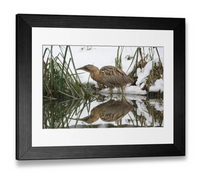 Framed Print : Eurasian Bittern or Great Bittern (Botaurus stellaris) in the snow, with reflection in the water Framed Print : Eurasian Bittern or Great Bittern (Botaurus stellaris) in the snow, with reflection in the water