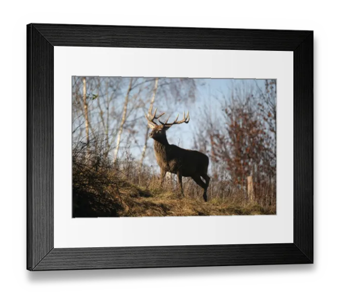 Framed Print : Red deer (Cervus elaphus) in autumn, Bavaria, Bavaria, Germany, Europe Framed Print : Red deer (Cervus elaphus) in autumn, Bavaria, Bavaria, Germany, Europe