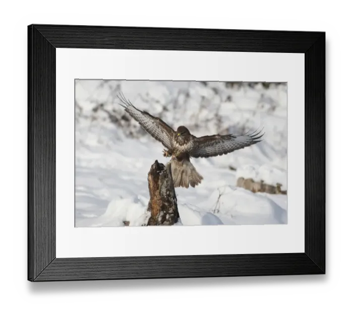 Framed Print : Buzzard (Buteo buteo) landing, Allgaeu, Bavaria, Germany, Europe Framed Print : Buzzard (Buteo buteo) landing, Allgaeu, Bavaria, Germany, Europe