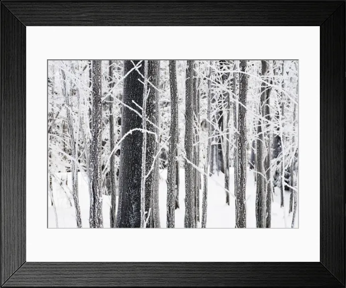 Framed Print : Ice on tree trunks in the woods in winter, Herz, Lower Saxony, Germany, Europe Framed Print : Ice on tree trunks in the woods in winter, Herz, Lower Saxony, Germany, Europe