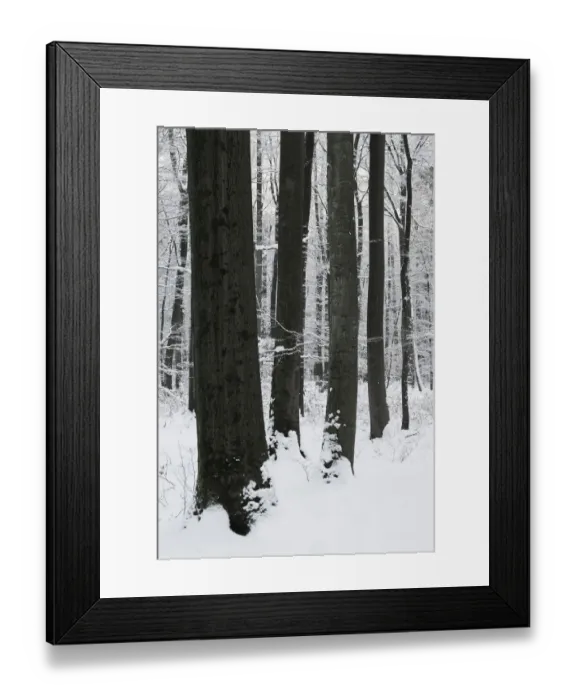Framed Print : Beech forest in winter, Lower Saxony, Germany, Europe Framed Print : Beech forest in winter, Lower Saxony, Germany, Europe