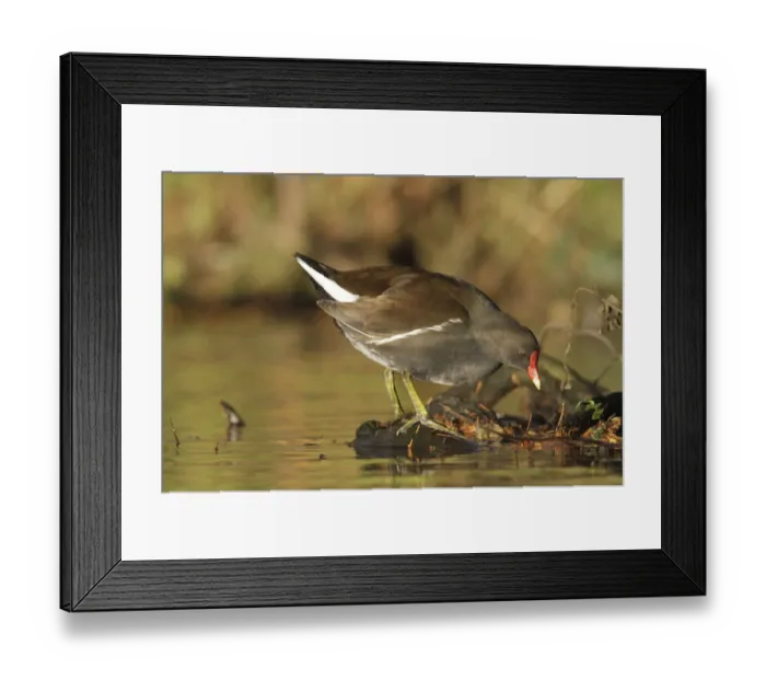 Framed Print : Common Moorhen (Gallinula chloropus), searching for food on the waters edge, in the evening light Framed Print : Common Moorhen (Gallinula chloropus), searching for food on the waters edge, in the evening light