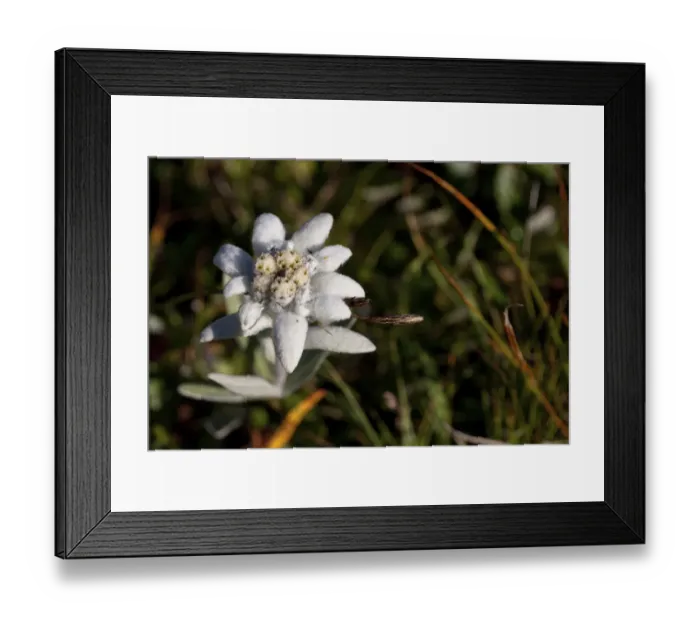 Framed Print : Edelweiss (Leontopodium) in the Glarus Alps, Canton Glarus, Switzerland, Europe