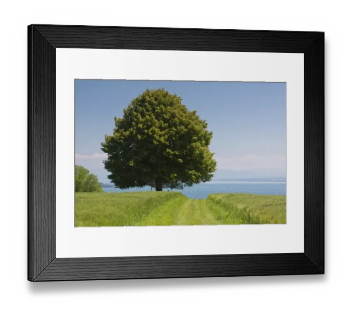 Framed Print : Old lime tree on Lake Constance, Baden-Wuerttemberg, Germany, Europe Framed Print : Old lime tree on Lake Constance, Baden-Wuerttemberg, Germany, Europe