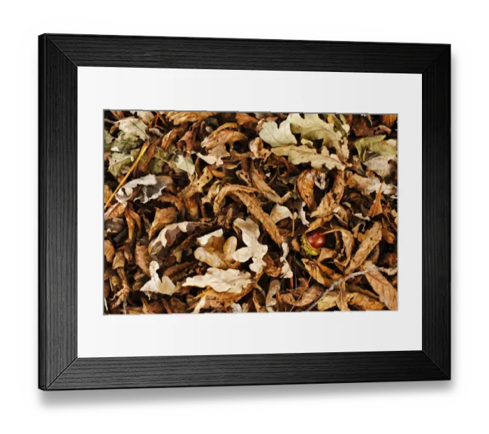 Framed Print : Chestnut amidst autumn foliage