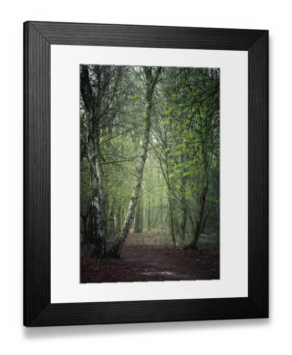 Framed Print : Forest, Haltern am See, Muensterland, North Rhine-Westphalia, Germany, Europe Framed Print : Forest, Haltern am See, Muensterland, North Rhine-Westphalia, Germany, Europe