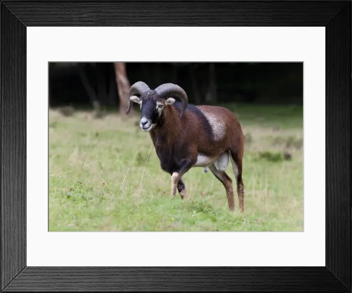 Framed Print : Mouflon (Ovis orientalis), Daun wildlife park, Rhineland-Palatinate, Germany, Europe Framed Print : Mouflon (Ovis orientalis), Daun wildlife park, Rhineland-Palatinate, Germany, Europe