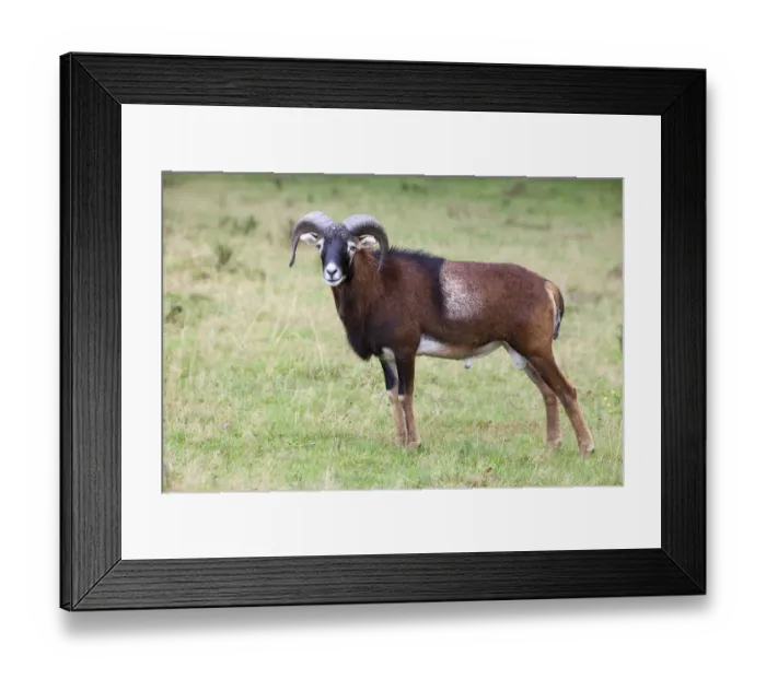 Framed Print : Mouflon (Ovis orientalis), Daun wildlife park, Rhineland-Palatinate, Germany, Europe Framed Print : Mouflon (Ovis orientalis), Daun wildlife park, Rhineland-Palatinate, Germany, Europe