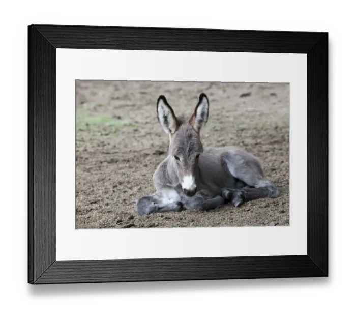 Framed Print : Thuringian Forest Donkey (Equus asinus), foal, Daun Wildlife Park, Vulkaneifel district, Rhineland-Palatinate, Germany, Europe Framed Print : Thuringian Forest Donkey (Equus asinus), foal, Daun Wildlife Park, Vulkaneifel district, Rhineland-Palatinate, Germany, Europe