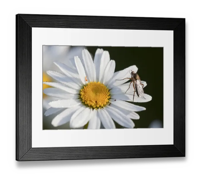 Framed Print : Oxeye daisy(Leucanthemum vulgare) in the morning dew with fly Framed Print : Oxeye daisy(Leucanthemum vulgare) in the morning dew with fly