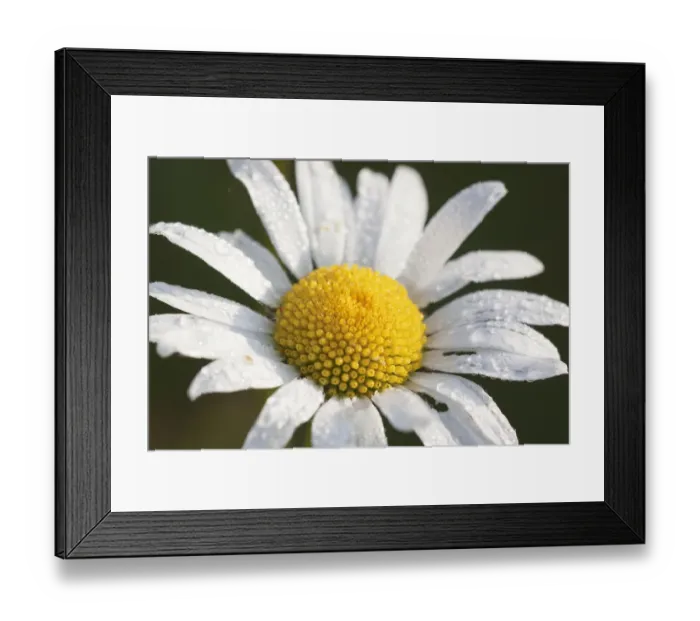 Framed Print : Oxeye daisy (Leucanthemum vulgare) in the morning dew Framed Print : Oxeye daisy (Leucanthemum vulgare) in the morning dew