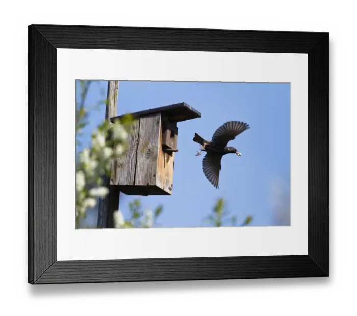 Framed Print : Starling (Sturnus vulgaris) carrying faeces away from a nest box in a garden, Bavaria, Germany, Europe Framed Print : Starling (Sturnus vulgaris) carrying faeces away from a nest box in a garden, Bavaria, Germany, Europe