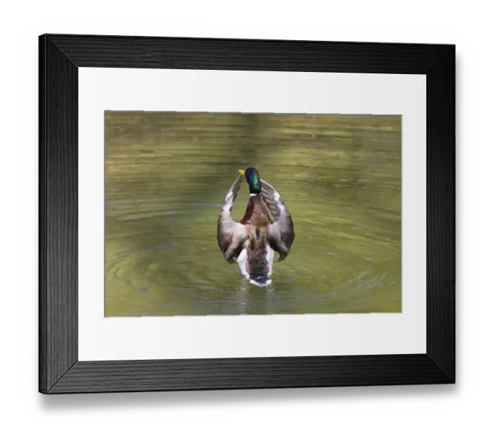 Framed Print : Mallard (Anas platyrhynchos), drake flapping its wings, Bavaria, Germany, Europe Framed Print : Mallard (Anas platyrhynchos), drake flapping its wings, Bavaria, Germany, Europe