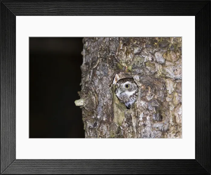 Framed Print : Pygmy owl (Glaucidium passerinum) looking out of its nest, Bavaria, Germany, Europe Framed Print : Pygmy owl (Glaucidium passerinum) looking out of its nest, Bavaria, Germany, Europe