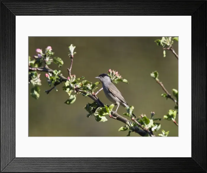 Framed Print : Blackcap (Sylvia atricapilla), male in an apple tree, Germany, Europe Framed Print : Blackcap (Sylvia atricapilla), male in an apple tree, Germany, Europe