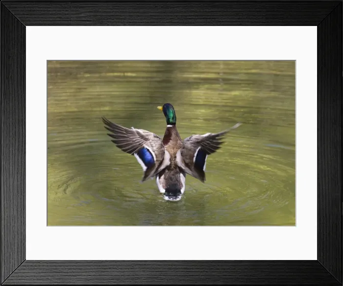 Framed Print : Mallard (Anas platyrhynchos), drake flapping its wings, Bavaria, Germany, Europe Framed Print : Mallard (Anas platyrhynchos), drake flapping its wings, Bavaria, Germany, Europe