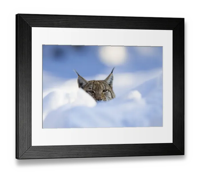 Framed Print : European lynx (Felis lynx, Lynx lynx) in the snow, Bavarian Forest National Park, Bavaria, Germany, Europe Framed Print : European lynx (Felis lynx, Lynx lynx) in the snow, Bavarian Forest National Park, Bavaria, Germany, Europe