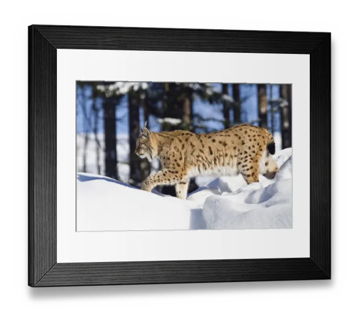 Framed Print : European lynx (Felis lynx, Lynx lynx) running in the snow, Bavarian Forest National Park, Bavaria, Germany, Europe Framed Print : European lynx (Felis lynx, Lynx lynx) running in the snow, Bavarian Forest National Park, Bavaria, Germany, Europe