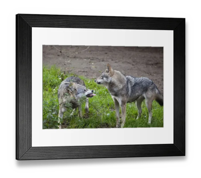 Framed Print : Wolves (Canis lupus), submissive gestures, behavior, Europe Framed Print : Wolves (Canis lupus), submissive gestures, behavior, Europe