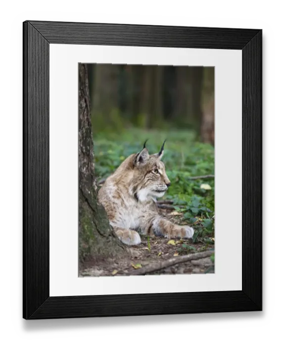 Framed Print : European lynx (Lynx lynx), resting, Bavaria, Germany, Europe Framed Print : European lynx (Lynx lynx), resting, Bavaria, Germany, Europe