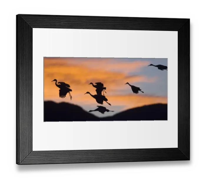 Framed Print : Sandhill Cranes (Grus canadensis) in flight at sunset, Bosque del Apache Wildlife Refuge, New Mexico, USA Framed Print : Sandhill Cranes (Grus canadensis) in flight at sunset, Bosque del Apache Wildlife Refuge, New Mexico, USA