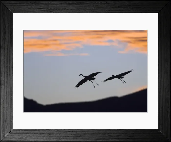 Framed Print : Sandhill Cranes (Grus canadensis) in flight at sunset, Bosque del Apache Wildlife Refuge, New Mexico, USA