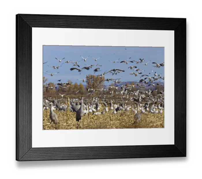 Framed Print : Snow Geese (Anser caerulescens atlanticus, Chen caerulescens) and Sandhill Cranes (Grus canadensis) wintering in the Bosque del Apache Wildlife Refuge, New Mexico, USA Framed Print : Snow Geese (Anser caerulescens atlanticus, Chen caerulescens) and Sandhill Cranes (Grus canadensis) wintering in the Bosque del Apache Wildlife Refuge, New Mexico, USA