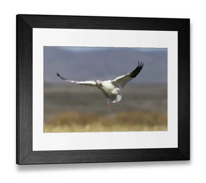 Framed Print : Snow Goose (Anser caerulescens atlanticus, Chen caerulescens) during landing, Bosque del Apache Wildlife Refuge, New Mexico, USA Framed Print : Snow Goose (Anser caerulescens atlanticus, Chen caerulescens) during landing, Bosque del Apache Wildlife Refuge, New Mexico, USA