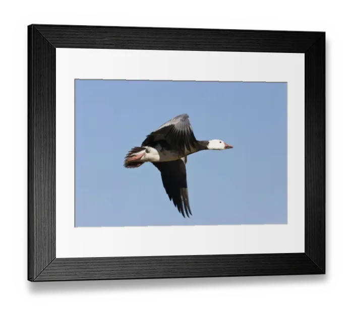 Framed Print : Snow Goose (Anser caerulescens atlanticus, Chen caerulescens) in flight, blue morph, Bosque del Apache Wildlife Refuge, New Mexico, USA Framed Print : Snow Goose (Anser caerulescens atlanticus, Chen caerulescens) in flight, blue morph, Bosque del Apache Wildlife Refuge, New Mexico, USA