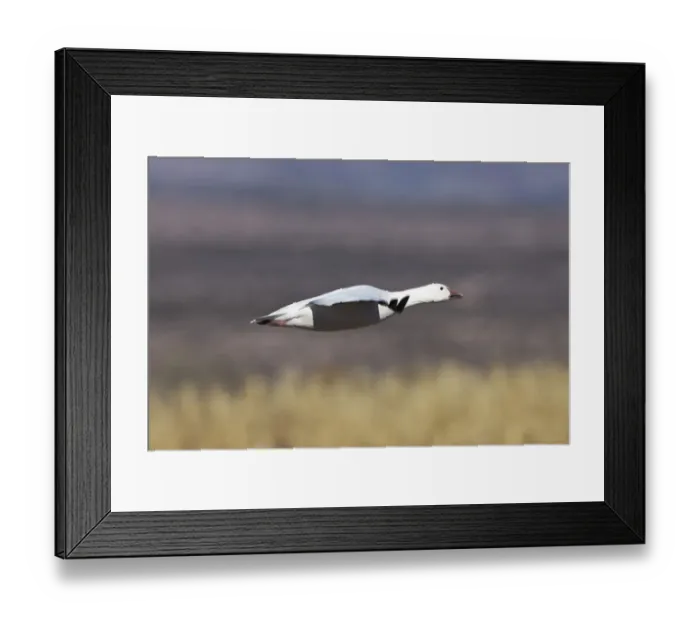 Framed Print : Snow Goose (Anser caerulescens atlanticus, Chen caerulescens) during landing, Bosque del Apache Wildlife Refuge, New Mexico, USA Framed Print : Snow Goose (Anser caerulescens atlanticus, Chen caerulescens) during landing, Bosque del Apache Wildlife Refuge, New Mexico, USA
