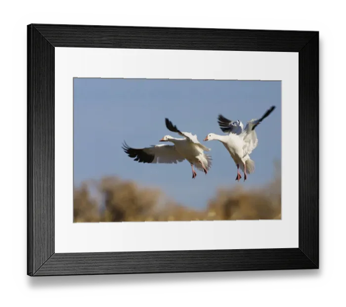 Framed Print : Snow Geese (Anser caerulescens atlanticus, Chen caerulescens) during landing, Bosque del Apache Wildlife Refuge, New Mexico, USA Framed Print : Snow Geese (Anser caerulescens atlanticus, Chen caerulescens) during landing, Bosque del Apache Wildlife Refuge, New Mexico, USA
