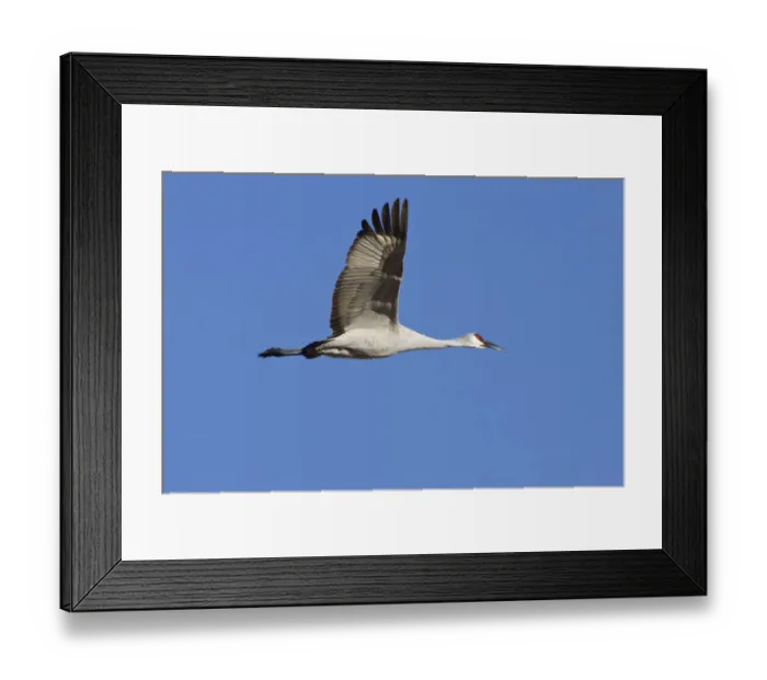 Framed Print : Sandhill Crane (Grus canadensis) in flight, Bosque del Apache Wildlife Refuge, New Mexico, USA Framed Print : Sandhill Crane (Grus canadensis) in flight, Bosque del Apache Wildlife Refuge, New Mexico, USA
