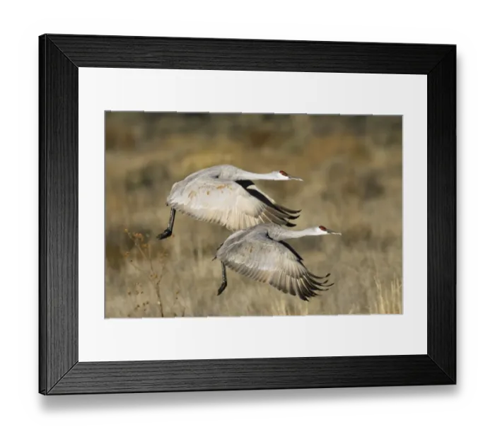Framed Print : Sandhill Cranes (Grus canadensis) in flight, New Mexico, USA Framed Print : Sandhill Cranes (Grus canadensis) in flight, New Mexico, USA