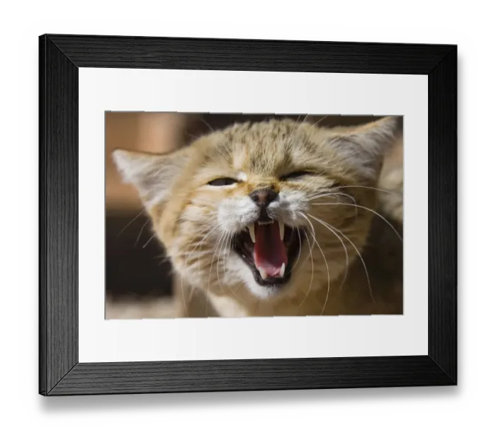 Framed Print : African Wildcat (Felis silvestris lybica), snarling, Libya, North Africa, Africa Framed Print : African Wildcat (Felis silvestris lybica), snarling, Libya, North Africa, Africa