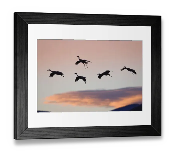 Framed Print : Sandhill Cranes (Grus canadensis) in flight at sunset, landing, Bosque del Apache, New Mexico, USA Framed Print : Sandhill Cranes (Grus canadensis) in flight at sunset, landing, Bosque del Apache, New Mexico, USA