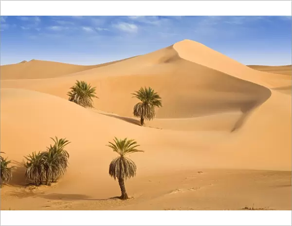 Um el Ma Oasis, date palms and sand dunes, Libyan Desert, Libya, Sahara, North Africa, Africa
