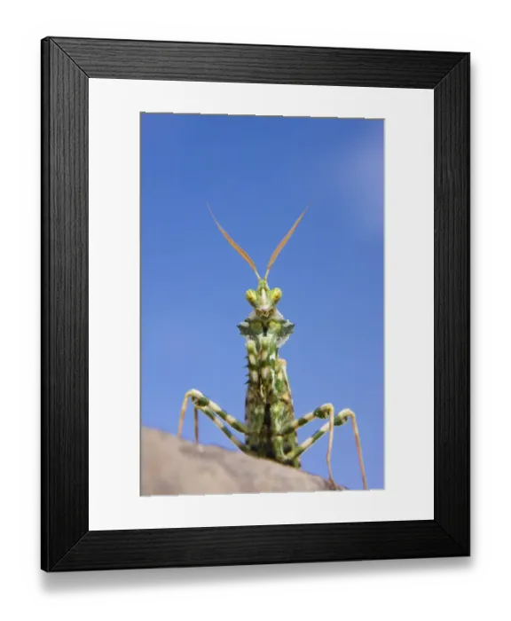 Framed Print : Praying Mantis (Mantodea) in the Libyan Desert, Libya, Sahara, North Africa, Africa Framed Print : Praying Mantis (Mantodea) in the Libyan Desert, Libya, Sahara, North Africa, Africa