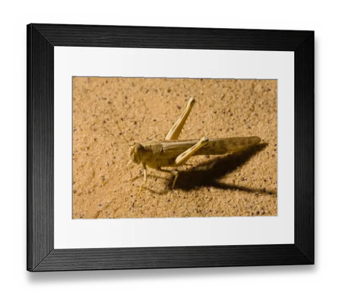 Framed Print : Locust in the Libyan Desert, Sahara, Libya, North Africa, Africa