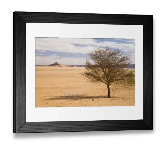 Framed Print : Acacia in the Libyan Desert, Libya, North Africa, Africa Framed Print : Acacia in the Libyan Desert, Libya, North Africa, Africa