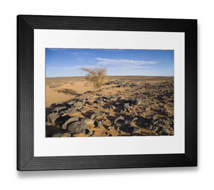 Framed Print : Acacia in the stone desert, black desert, Libya, North Africa, Africa Framed Print : Acacia in the stone desert, black desert, Libya, North Africa, Africa