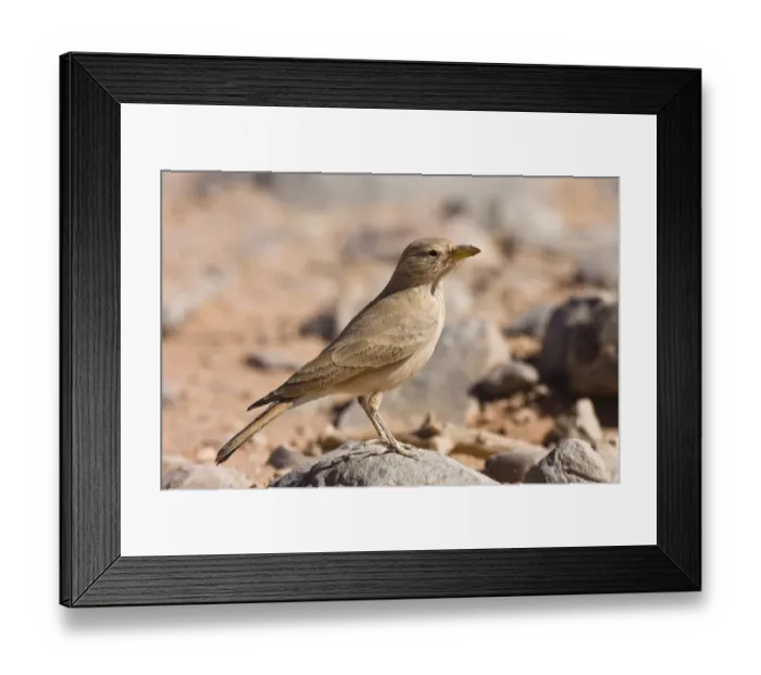Framed Print : Desert Lark (Ammomanes deserti whitakeri), Libya, Sahara, North Africa, Africa