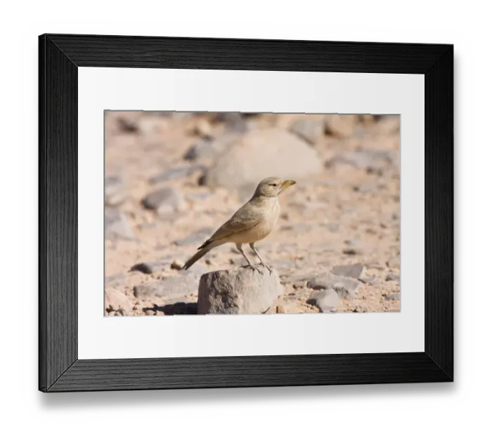 Framed Print : Desert Lark (Ammomanes deserti whitakeri), Libya, Sahara, North Africa, Africa Framed Print : Desert Lark (Ammomanes deserti whitakeri), Libya, Sahara, North Africa, Africa