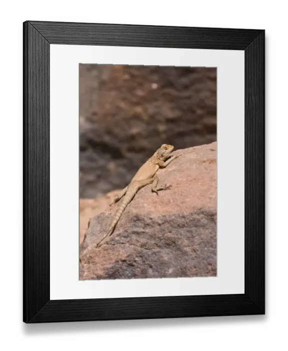 Framed Print : Lizard in the Wadi Mathendous, Wadi Barjuj, stone desert, Libya, Sahara, North Africa, Africa Framed Print : Lizard in the Wadi Mathendous, Wadi Barjuj, stone desert, Libya, Sahara, North Africa, Africa