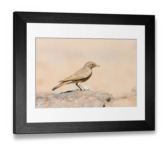 Framed Print : Desert Lark (Ammomanes deserti whitakeri), Libya, Sahara, North Africa, Africa