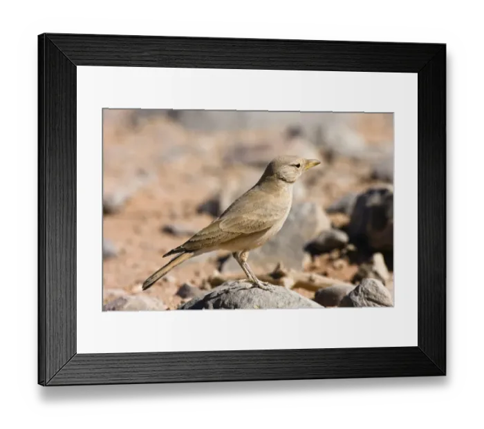 Framed Print : Desert Lark (Ammomanes deserti whitakeri), Libya, Sahara, North Africa, Africa Framed Print : Desert Lark (Ammomanes deserti whitakeri), Libya, Sahara, North Africa, Africa