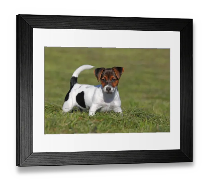 Framed Print : Young Jack Russell Terrier dog (Canis lupus familiaris), Puppy, Pup, male, 12 weeks, domestic dog Framed Print : Young Jack Russell Terrier dog (Canis lupus familiaris), Puppy, Pup, male, 12 weeks, domestic dog