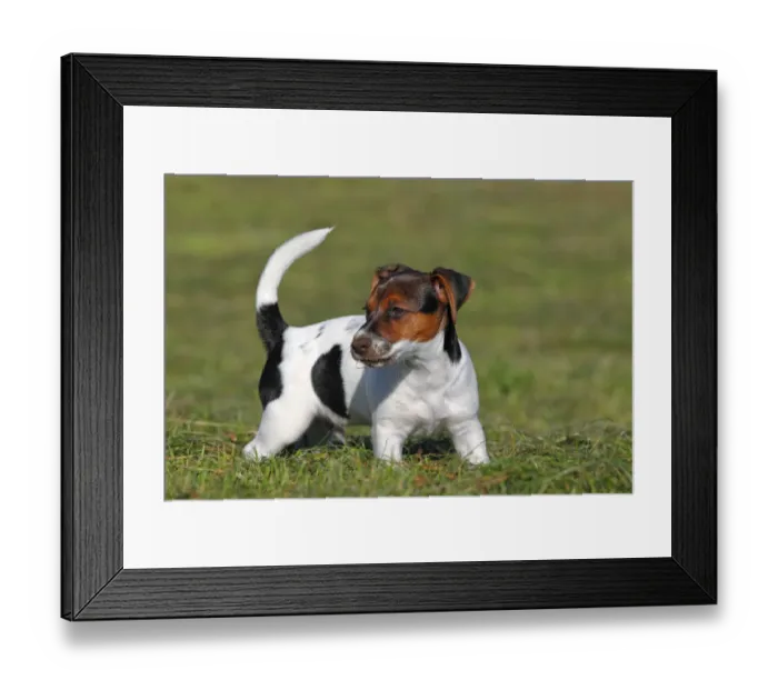 Framed Print : Young Jack Russell Terrier dog (Canis lupus familiaris), male puppy, 12 weeks, domestic dog Framed Print : Young Jack Russell Terrier dog (Canis lupus familiaris), male puppy, 12 weeks, domestic dog